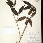 Pera distichophylla