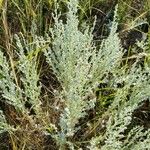 Artemisia frigida برگ