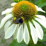 Echinacea purpurea Flower