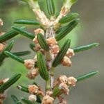 Erica scoparia Fruit