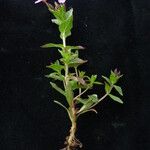 Epilobium chitralense