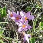 Crocus sativus Fula