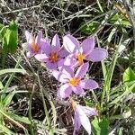 Crocus sativus 花