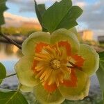 Liriodendron chinenseFlower