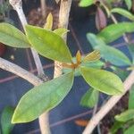 Rhododendron aurigeranum Liść