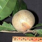 Chrysophyllum venezuelanense Fruto