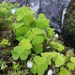 Oxalis acetosella Blad