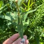 Desmodium canadense Blatt