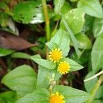 Acmella uliginosa Flower