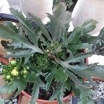 Kalanchoe laciniata ഇല