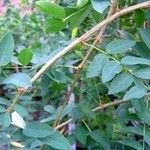 Caragana arborescens Leaf