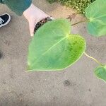 Anthurium faustomirandae Yaprak