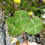 Trifolium fucatum Deilen