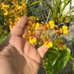 Oncidium sphacelatum Flower