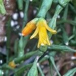 Hatiora salicornioides Flower