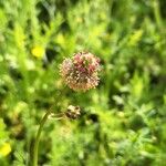 Sanguisorba minorCvet