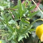 Clematis tangutica Leaf