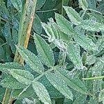 Astragalus onobrychis Levél