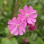 Silene pendula Blüte