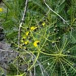 Sonchus canariensis Egyéb