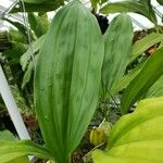 Stanhopea tigrina Leaf