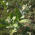 Asclepias latifolia ᱥᱟᱠᱟᱢ