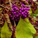 Callicarpa bodinieri 葉