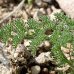 Lomatium dasycarpum Хабит