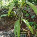 Anthurium eximium Habit