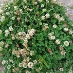 Trifolium repens Hàbitat