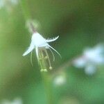 Tiarella trifoliata Blüte