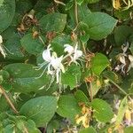 Lonicera caprifolium Blüte