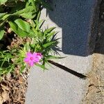 Phlox pilosa Flor