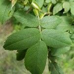 Rosa tomentosa Blad