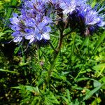 Phacelia tanacetifolia 整株植物