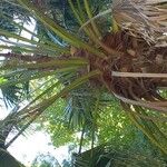 Livistona chinensis Folha