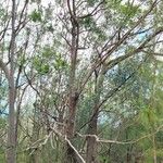 Eucalyptus camaldulensis 整株植物