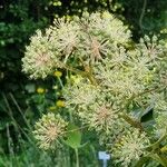 Aralia cordata Květ