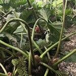 Gunnera tinctoria Frucht