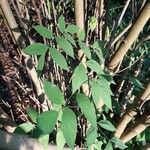 Staphylea pinnata Leaf