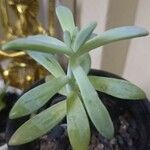 Dudleya greenei 叶