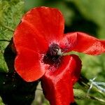 Papaver argemone Kvet