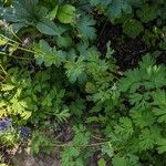 Corydalis flexuosa Habit