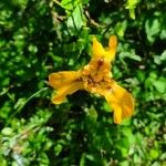 Cypella herbertii Hábito