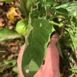 Physalis angulata Leaf