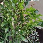 Caryota mitis Leht