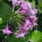Weigela florida Çiçek