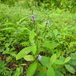 Rostellularia procumbens Blatt