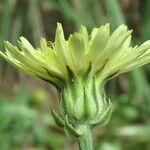 Crepis albida Квітка