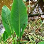 Musella lasiocarpa Hoja